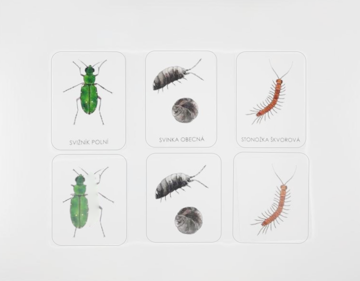 Obrázek Třísložkové karty hmyz a jiní bezobratlí